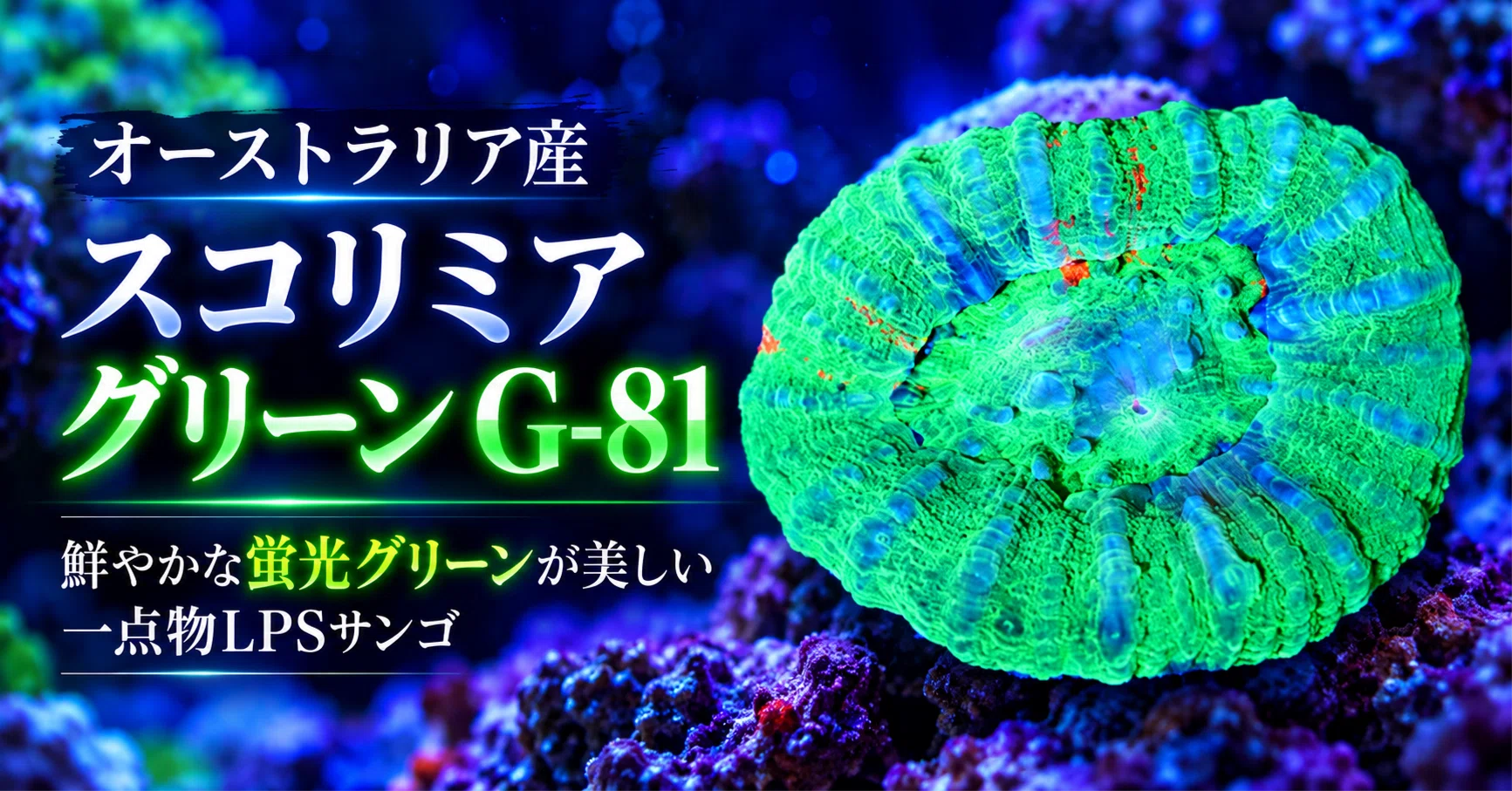 オーストラリア産スコリミア グリーン G-81｜鮮やかな蛍光グリーンが