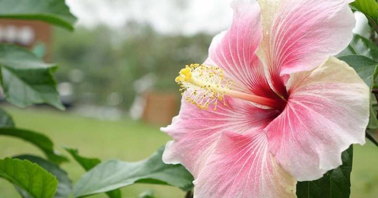 ハイビスカス 8月10日 誕生花 前田竜二 すべての人に花を Note