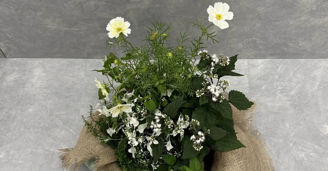 October Container Planting｜葵祐