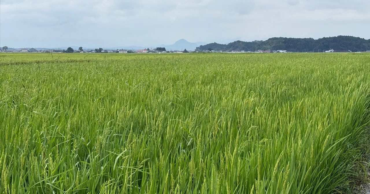 [Rice Growing for Beginners #8] August Mid-season Drainage and Ditching ...