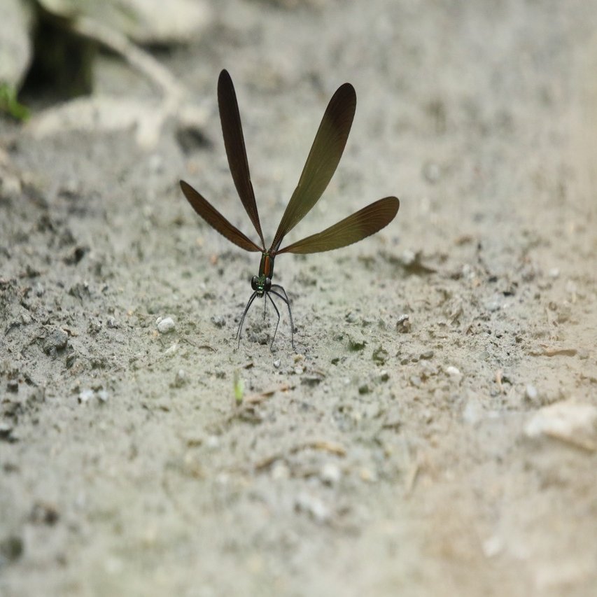 ハグロトンボ 思いを乗せて羽ばたいて 京都ネイチャーツアー Note