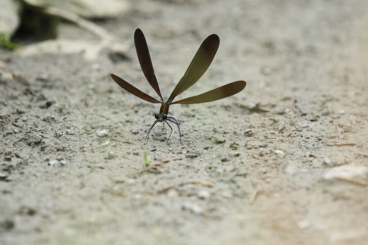ハグロトンボ 思いを乗せて羽ばたいて 京都ネイチャーツアー Note ハグロトンボ 思いを乗せて羽ばたいて 京都ネイチャーツアー Note