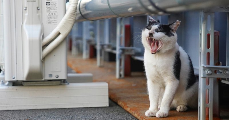 猫のあくびを撮るのに必要なもの 無音シャッター 忍者撮影法 のススメ 花井亨 Toru Hanai Toruhanai Note