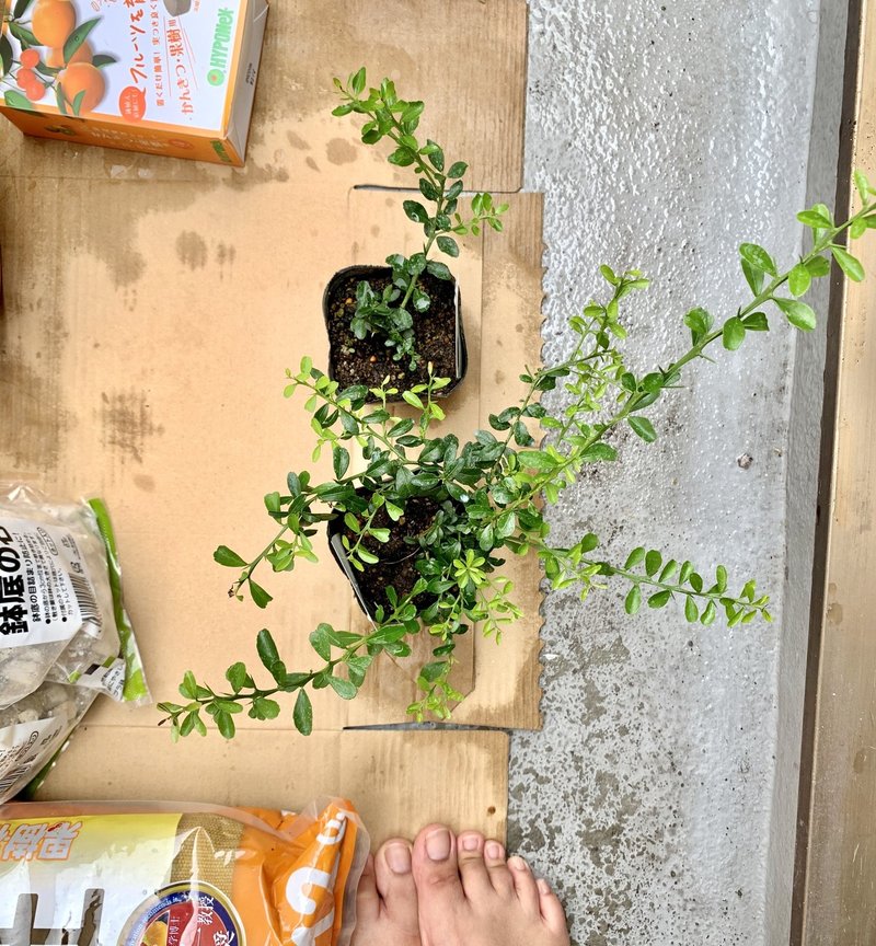 ベランダ園004 フィンガーライムの苗を鉢に植え替えた 購入品編 ポッチャリーノシェスタコビッチ Note ベランダ園004 フィンガーライムの苗を鉢に植え替えた 購入品編 ポッチャリーノシェスタコビッチ Note