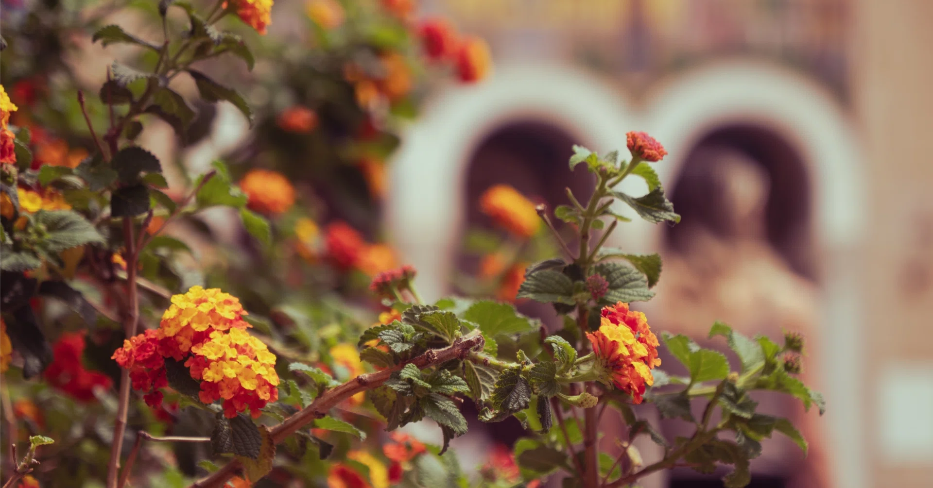 Moroccan Herbs and the Wisdom of Unani Medicine｜須之内律子