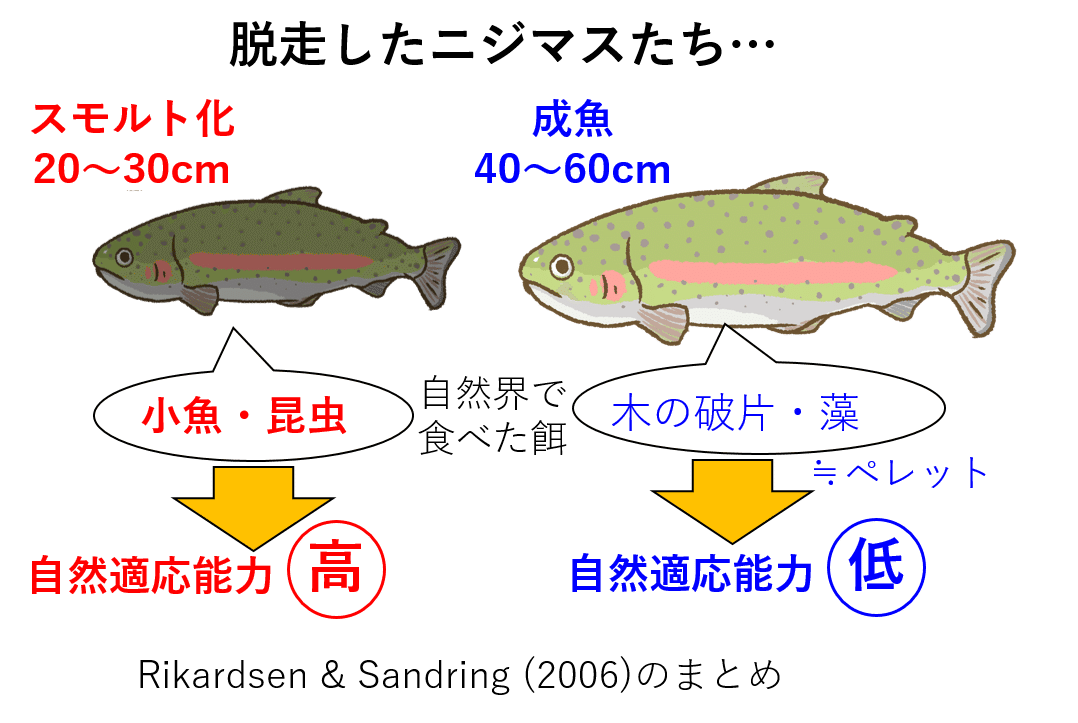 養殖場から逃げ出したデカいニジマスを釣りたい Nipon Hitode Note