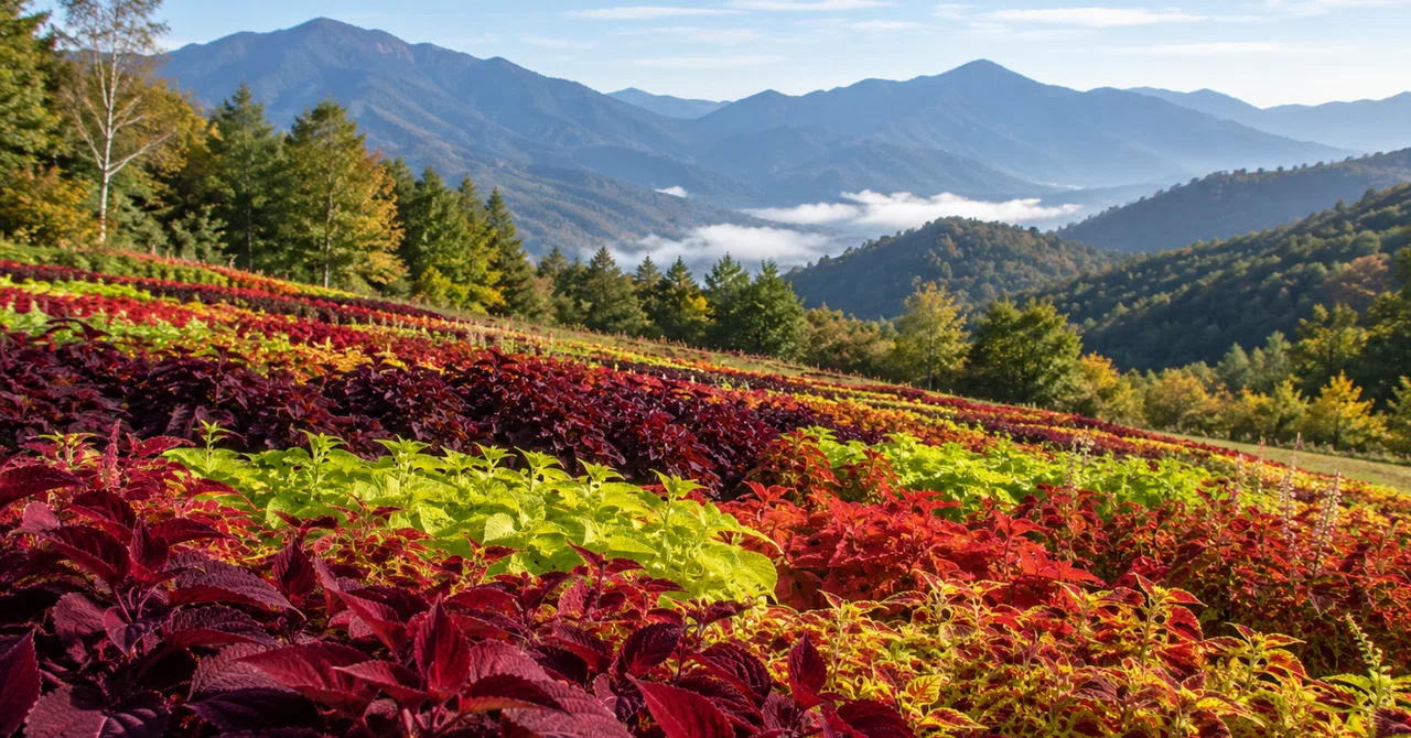 Coleus at Norn Minakami is an autumn landscape where you enjoy the ...