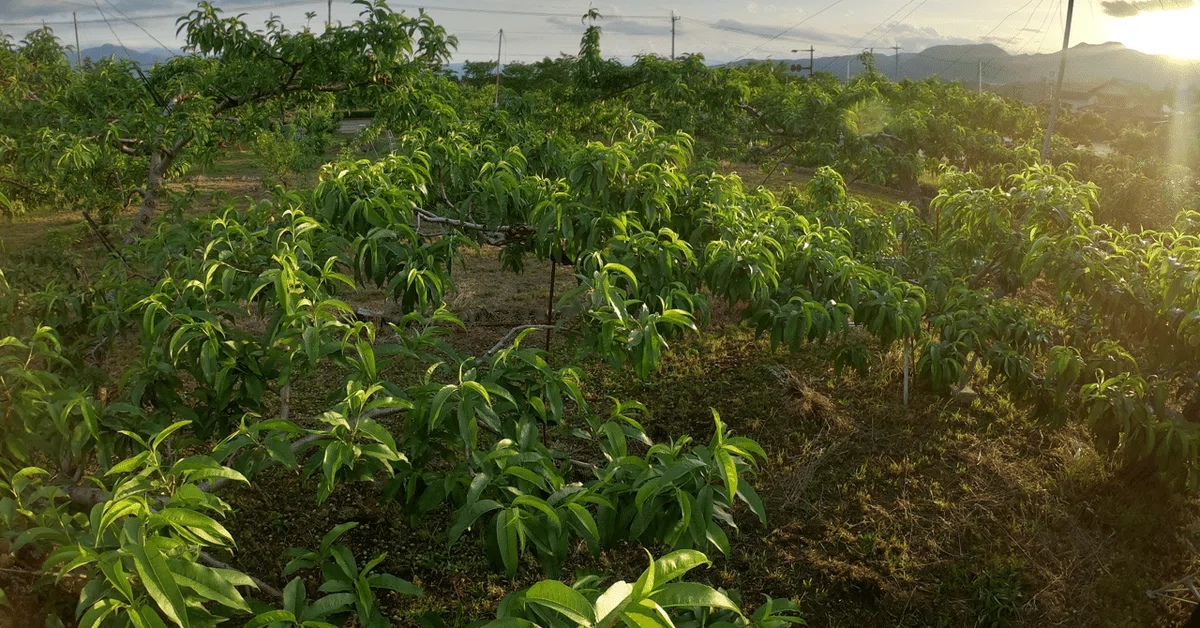 The Day a 20-Year-Old College Student Visited a Tokyo Farm｜ジュリカ