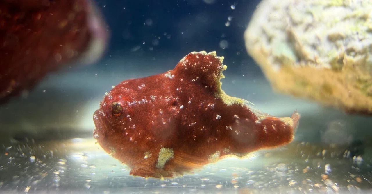 [Lumpsucker Breeding] A red lumpsucker was born in a tank that was ...