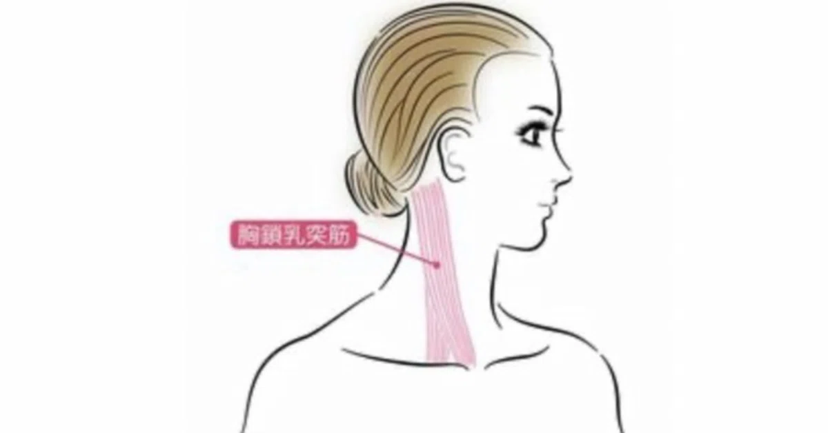 [Sternocleidomastoid Muscle] Does it make your face look bigger when it ...