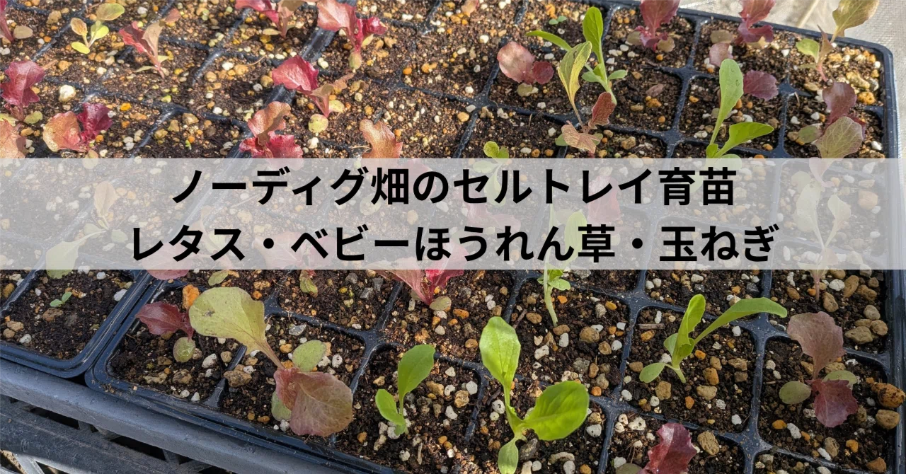 No-Dig Garden Cell Tray Seedling Raising | Lettuce, Baby Spinach, and ...