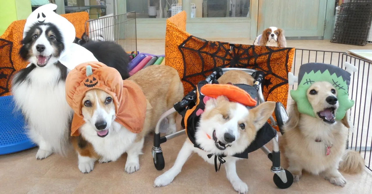 Everyone's Favorite♪ [Sit Game] Dog Training Class @ Aloha Doggy｜犬のしつけ ...