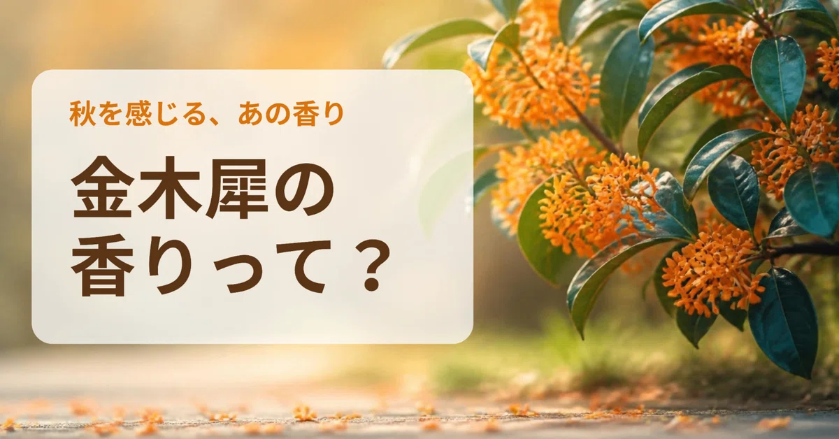 【Osmanthus プロフ必読】 What is the scent of Osmanthus? Tips for enjoying the 