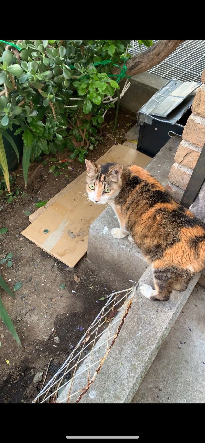 可愛い近所の三毛猫ちゃん Eiju 神奈川 Note
