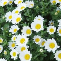 4 婚約破棄が目標です 市原ロコ 霧子 Note