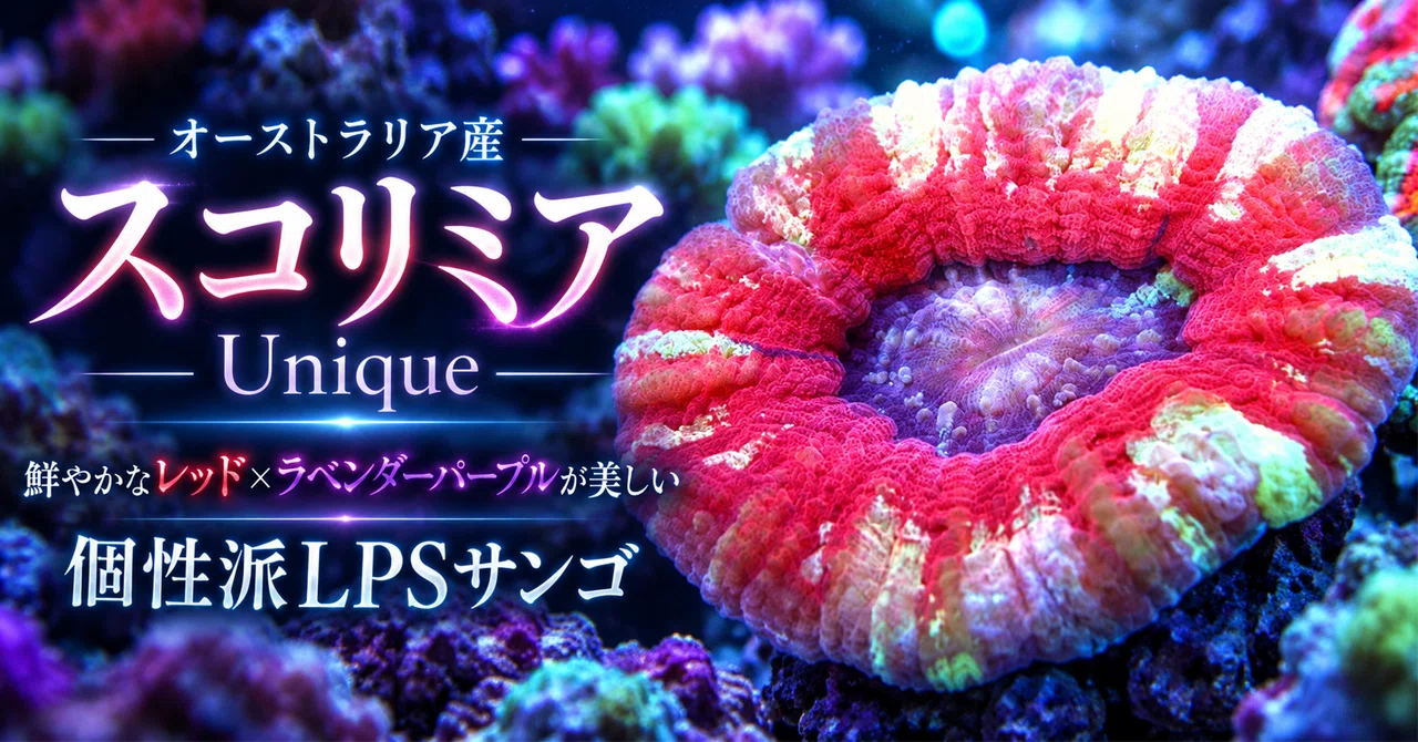 Australian Scolymia Unique | A unique LPS coral with beautiful vibrant ...