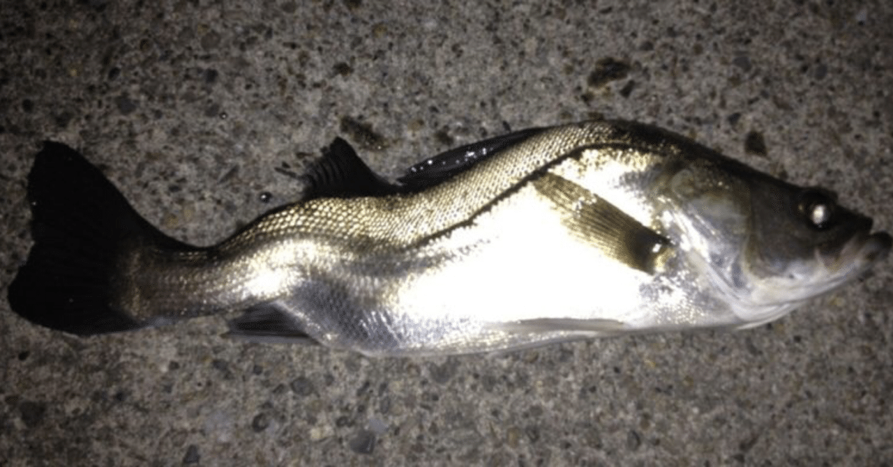 魚の ひ み つ いまここ Note
