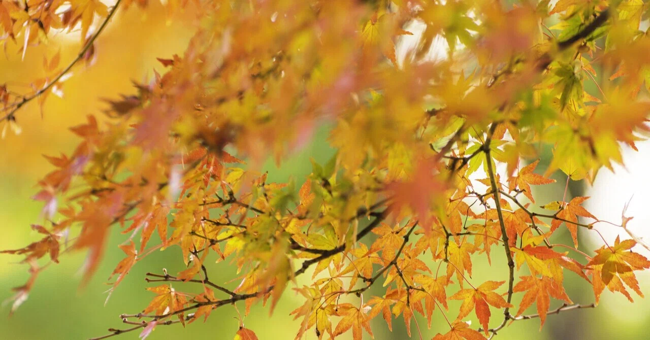 [Essay] I want to feel autumn with my whole body｜神田あすき
