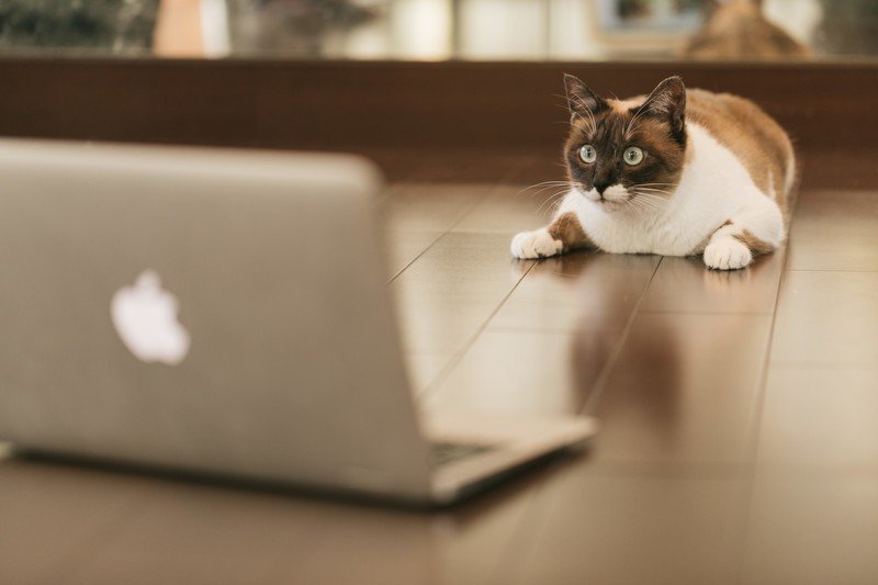 ノートパソコンを見る猫3