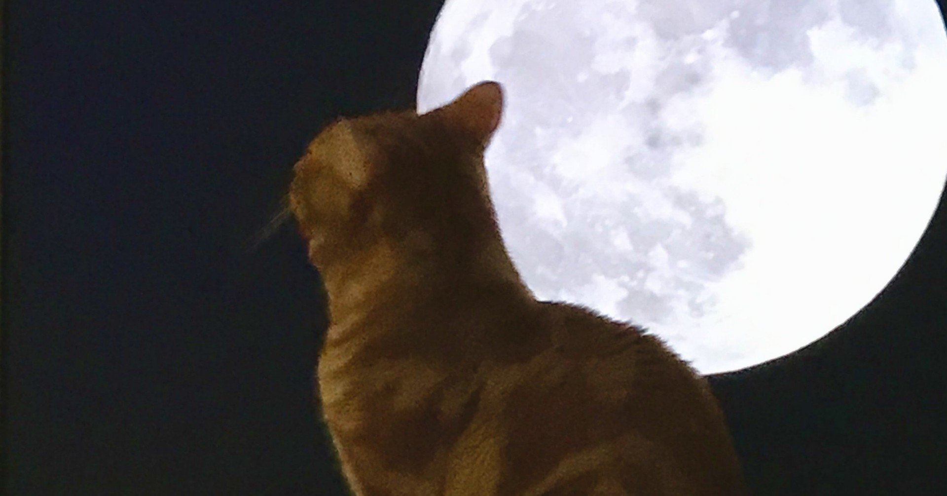 グリム童話考察 Khm2 猫とねずみのともぐらし 考察 Halbaus はるぱうす Note グリム童話考察 Khm2 猫とねずみのともぐらし 考察 Halbaus はるぱうす Note