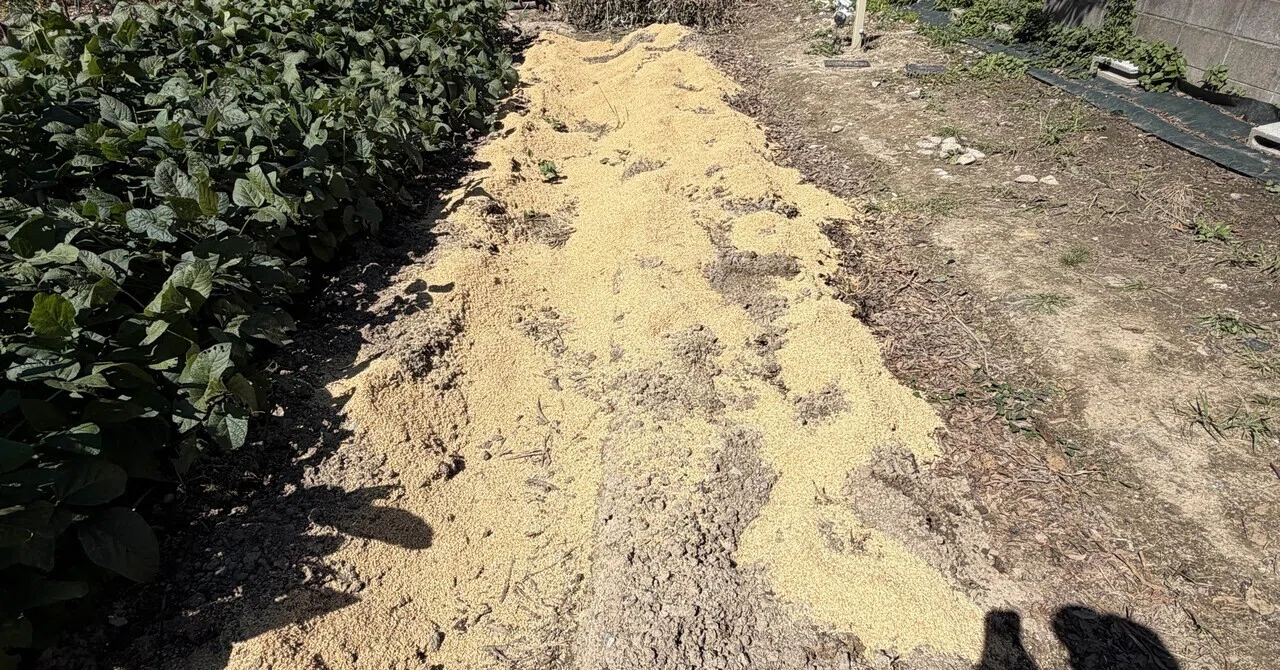 Breaking down the eggplant patch and preparing the soil｜Hirokazu Nishi