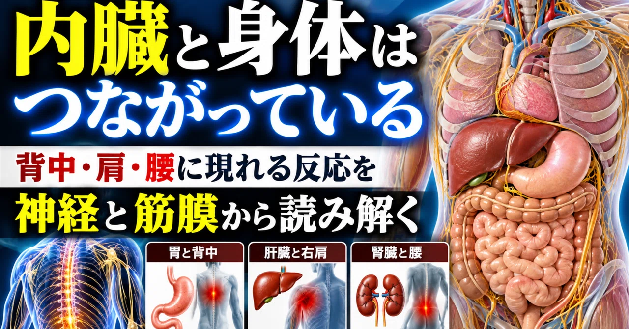 【The Internal Organs and the Body Are Connected】Decoding Reactions in ...