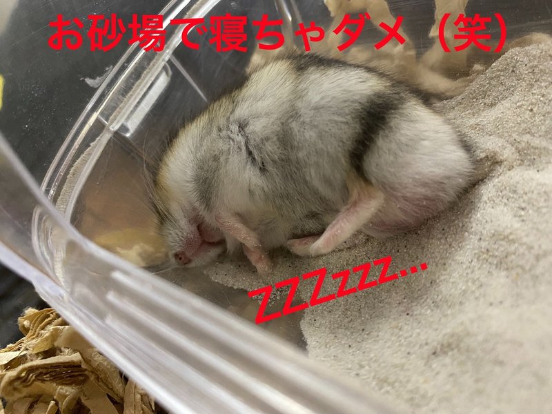 ハムスター飼育日記109日目と22日目 8 10 サトウショウヘイ Note