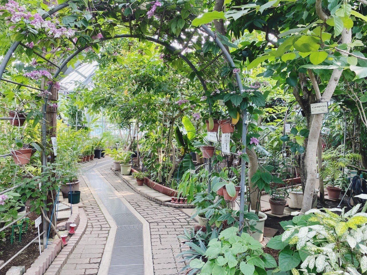 漫画 東京都薬用植物園 へ大麻見に行った日の話 マッキン Note