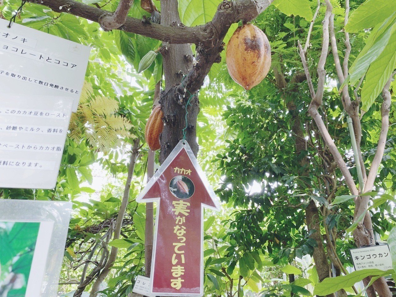 漫画 東京都薬用植物園 へ大麻見に行った日の話 マッキン Note