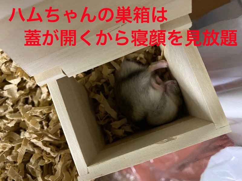 ハムスター飼育日記109日目と22日目 8 10 サトウショウヘイ Note