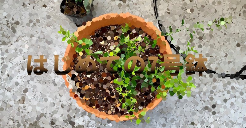 ベランダ園004 フィンガーライムの苗を鉢に植え替えた 購入品編 ポッチャリーノシェスタコビッチ Note