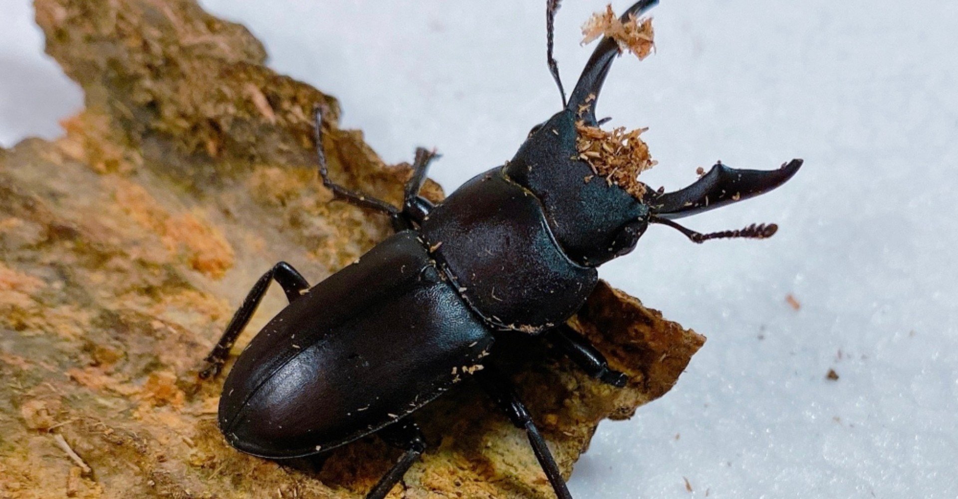 産卵セット割出 コクワガタ けいのすけ Note 産卵セット割出 コクワガタ けいのすけ Note