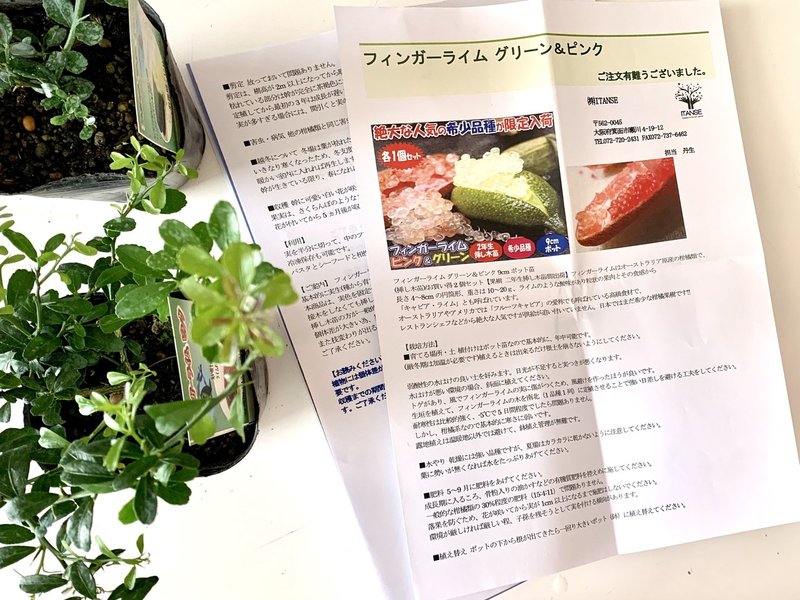 ベランダ園004 フィンガーライムの苗を鉢に植え替えた 購入品編 ポッチャリーノシェスタコビッチ Note