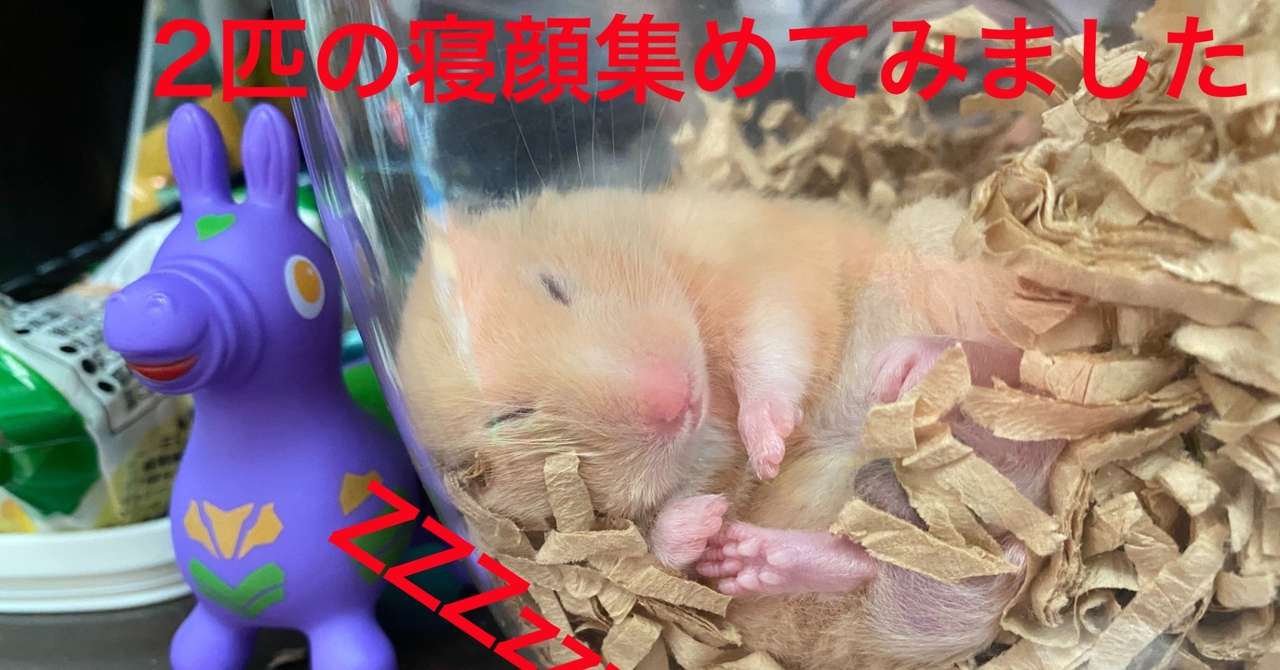 ハムスター飼育日記109日目と22日目 2020 8 10 サトウショウヘイ Note