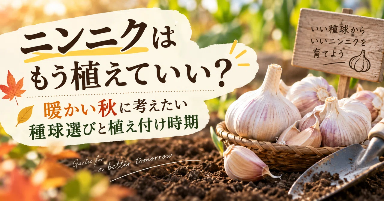 ニンニクはもう植えていい？｜暖かい秋に考えたい種球選びと植え付け
