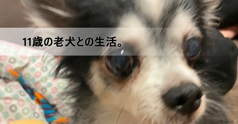 11歳の老犬との生活 性格 健康状態 食事 しつけ ウィズチャンネル 保護犬チワワの日常 Note