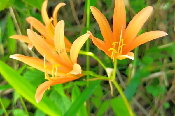 キツネノカミソリの花言葉は妖艶 の新着タグ記事一覧 Note つくる つながる とどける キツネノカミソリの花言葉は妖艶 の新着タグ記事一覧 Note つくる つながる とどける