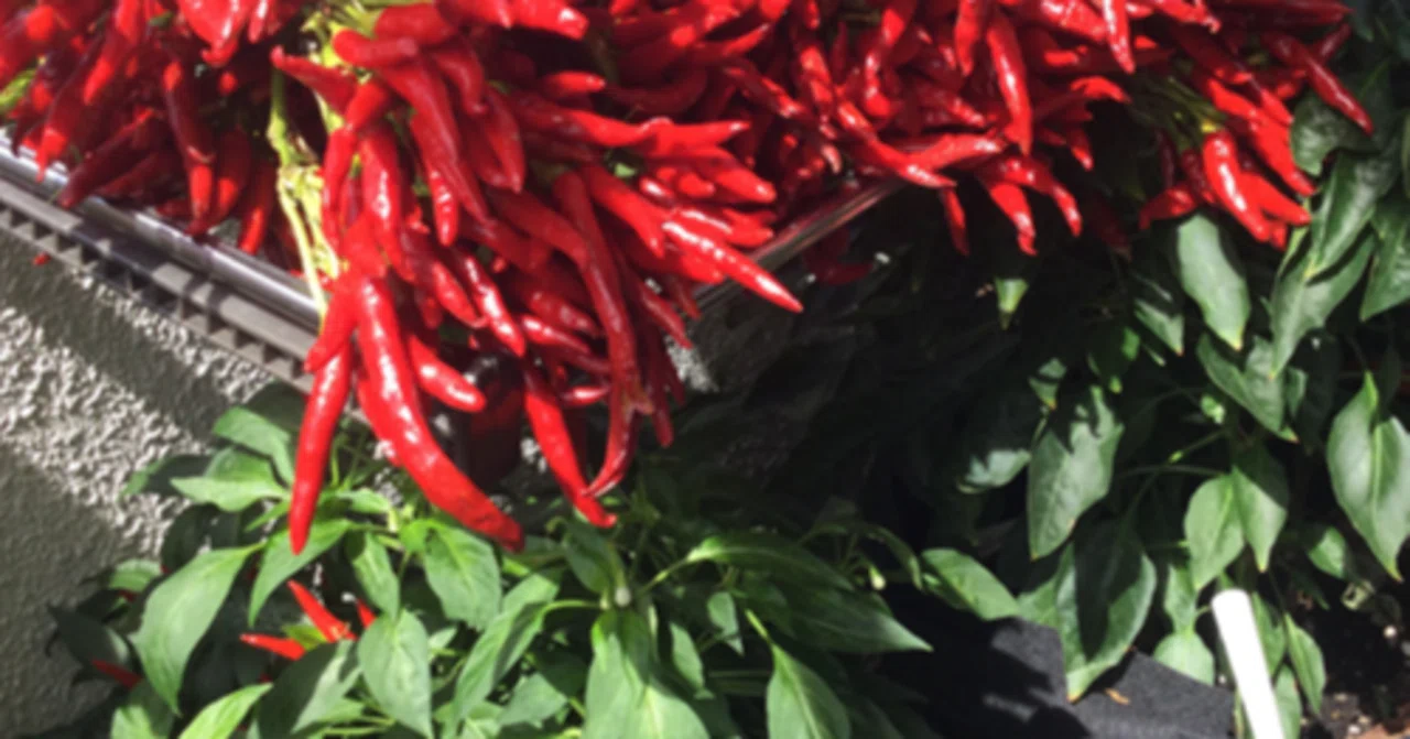 Huh? Chili pepper fermented foods?｜taneji_内藤とうがらしPJ