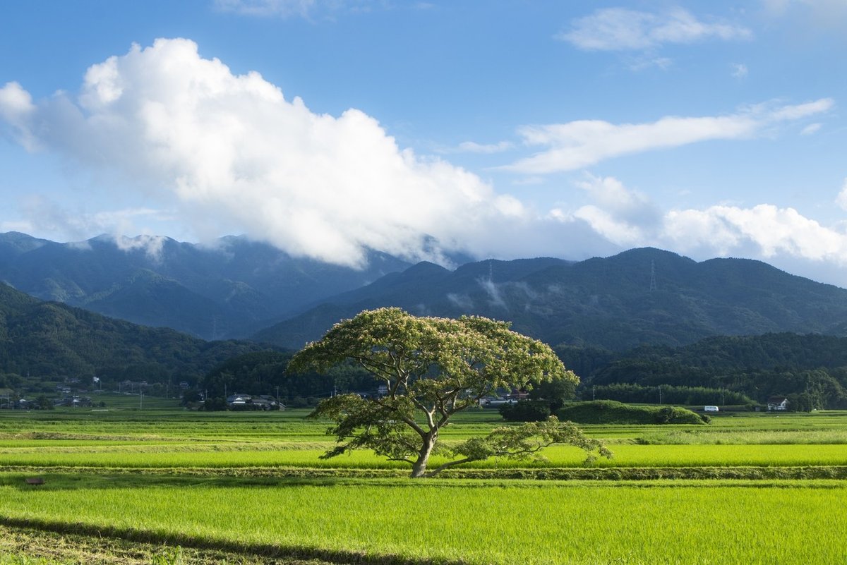 （リサイズ）20200729風景-018（福岡、日向峠を降りたところの木）