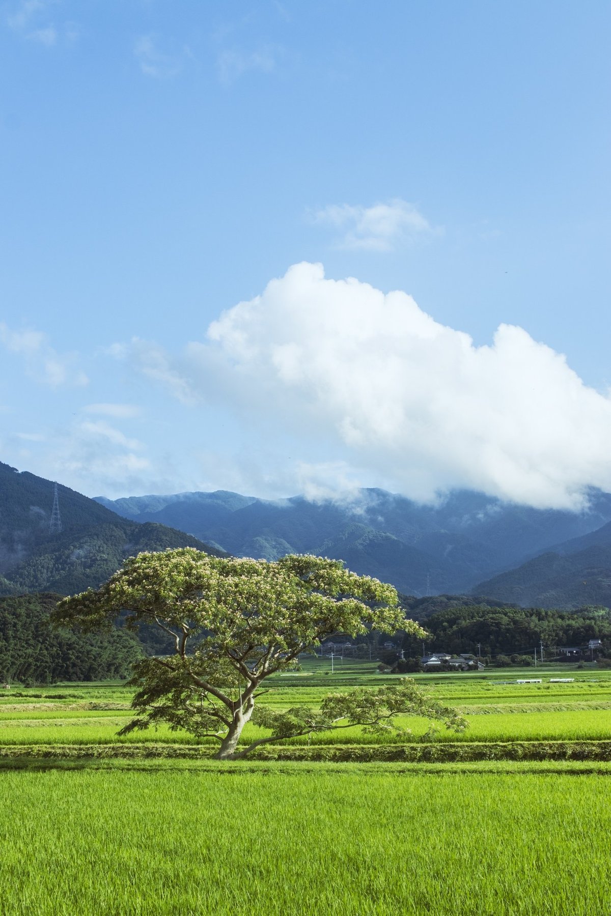 （リサイズ）20200729風景-020（福岡、日向峠を降りたところの木）