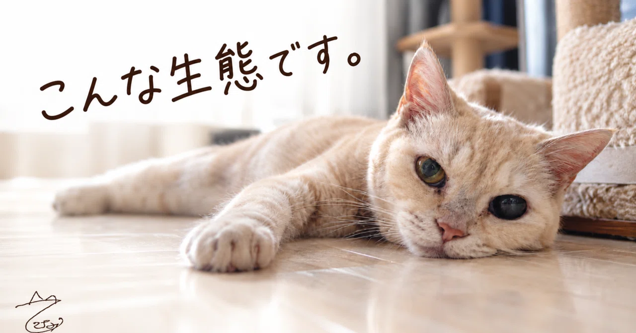 I got divorced. I'm warming up cat food again today | My first note｜てて ...