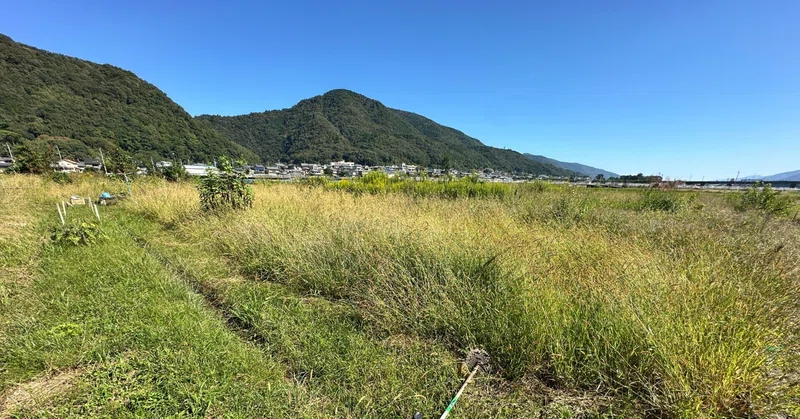 雑草がすごい。。。