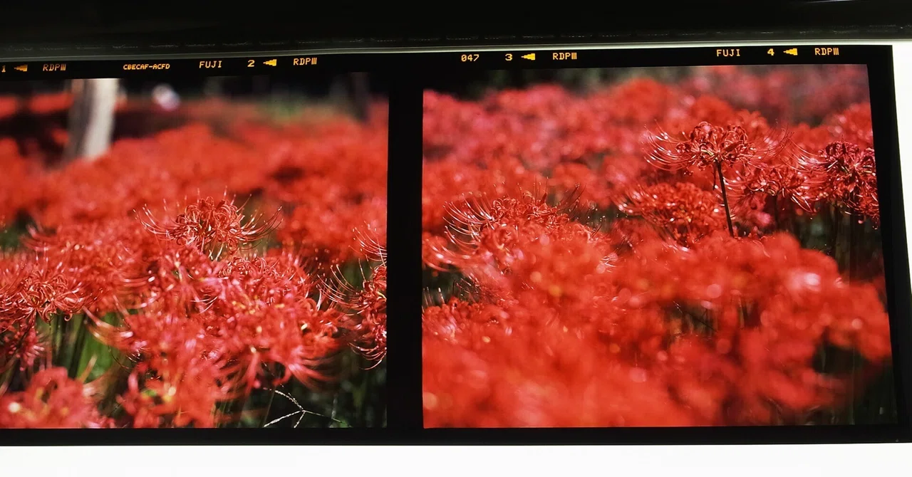Looking back at past cameras and lenses with the cluster amaryllis at ...