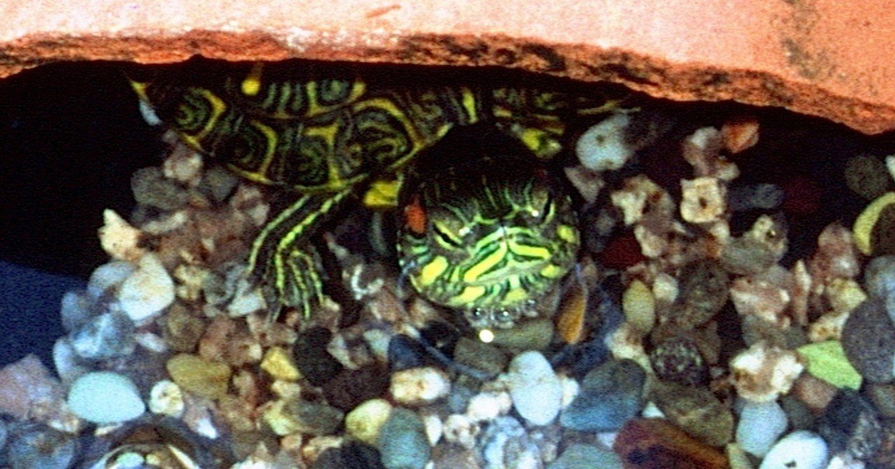 亀の冬眠 2 雑記草 Note 亀の冬眠 2 雑記草 Note