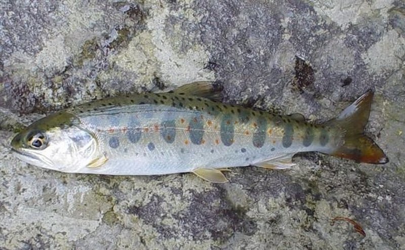 アメゴ アマゴ 釣り堀に行きました Coichi Note