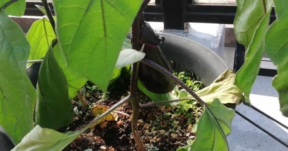 Vol 63 ナスの収穫とオクラ花咲く プランター野菜道 オットが家事 育児に精を出してみた オットセイ オットが家事 育児に精を出してみた Note