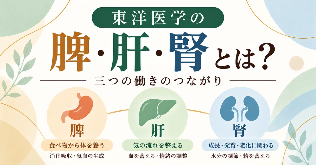 The Interrelationship of Spleen, Liver, and Kidney in Eastern Medicine ...
