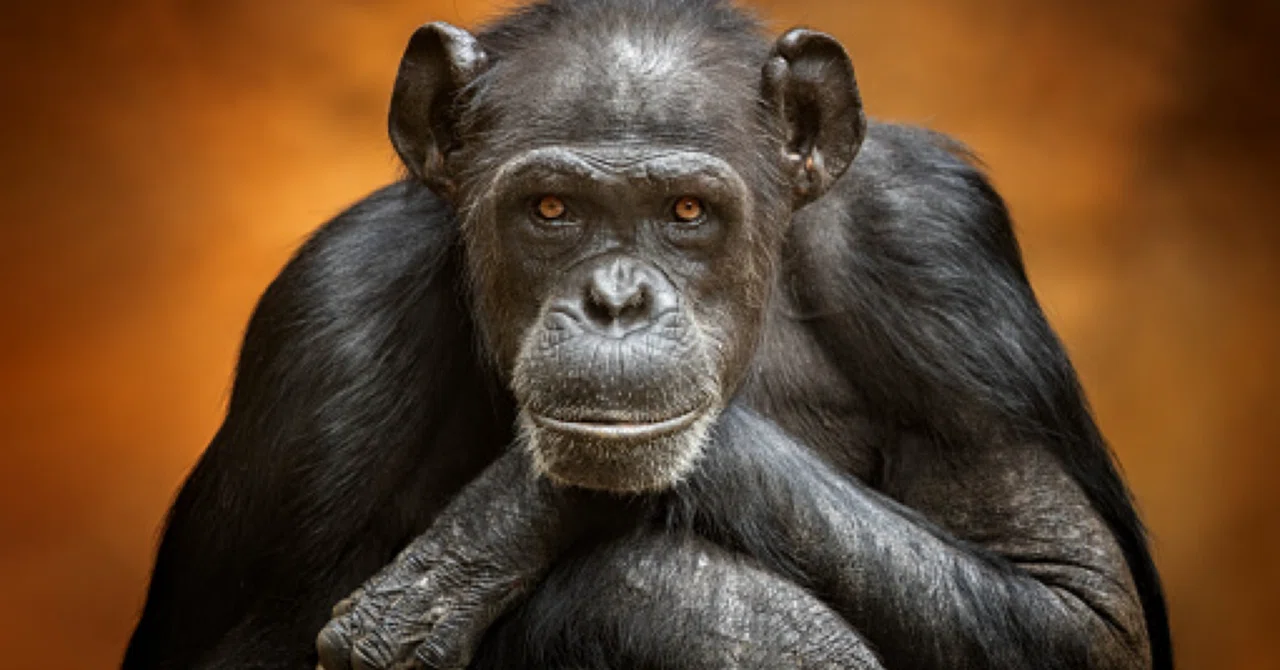 Why Humans Are Overwhelmingly 'Weaker' Than Other Primates｜Mate Dispatch