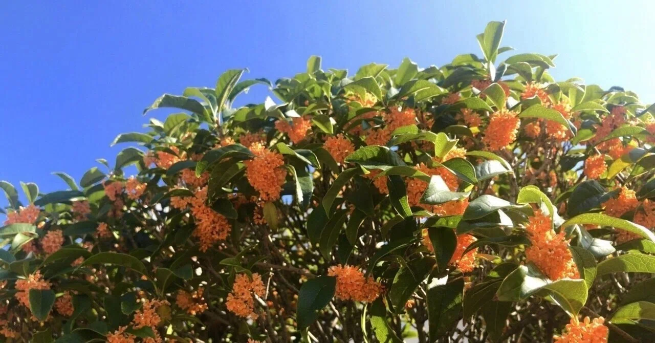 Cold Dew: The Deepening of Autumn and Preparation for Winter｜REAL LIFE