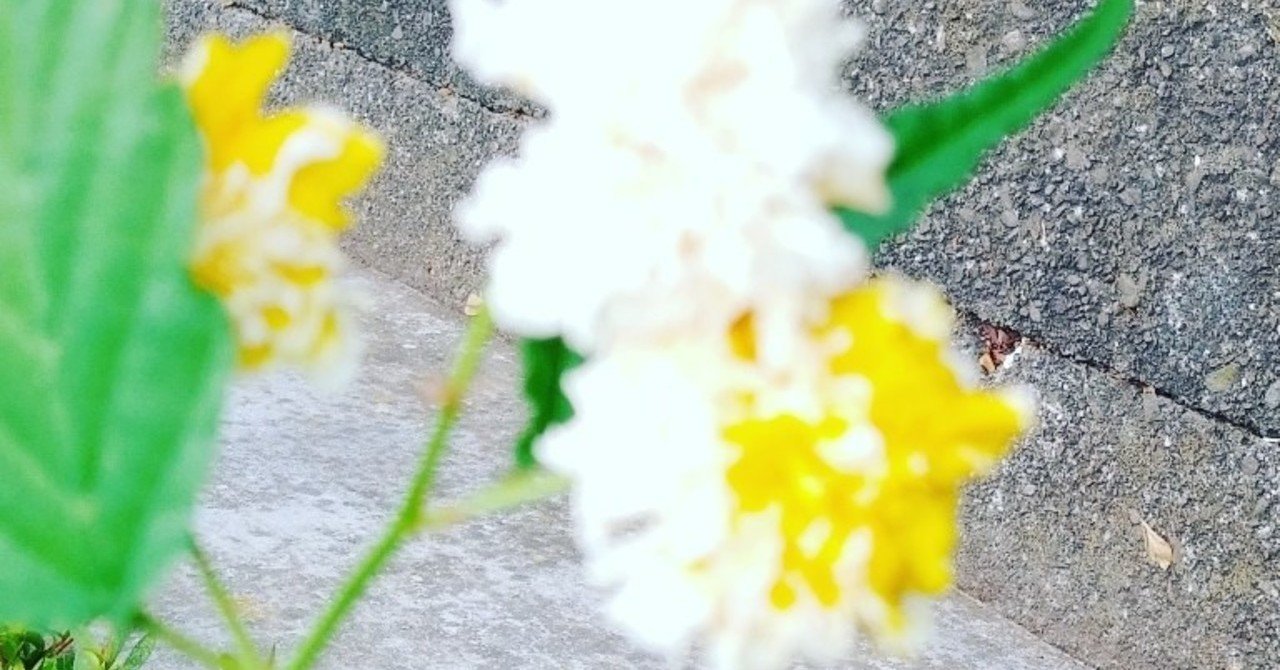 路地裏の白山吹に混じる蘇比 詠み人さくら Note
